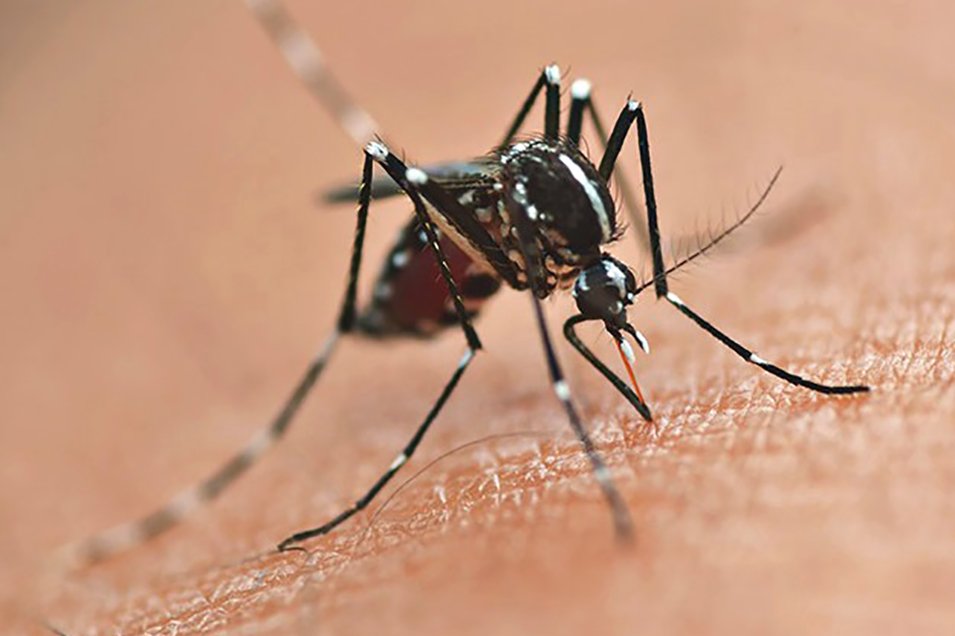 Óbitos por dengue chegam a 14 em São Paulo e a 21 no Brasil em 2025