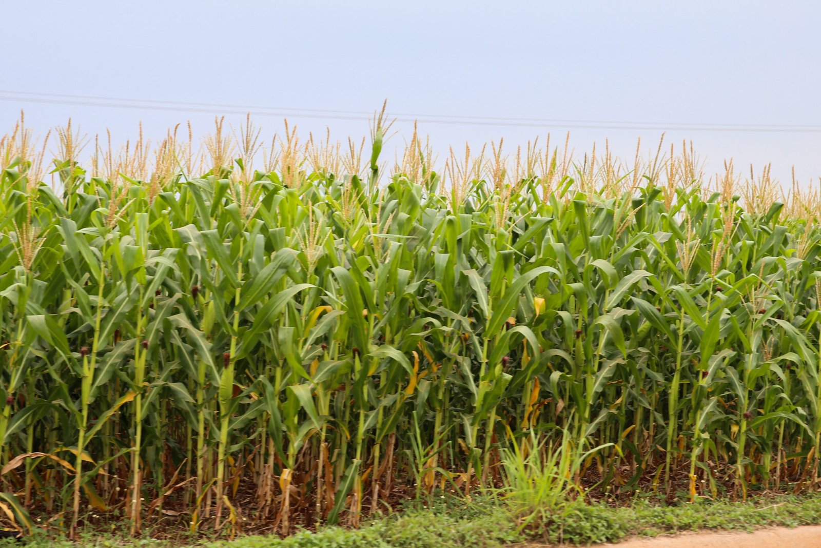 Foto: Geraldo Bubniak/AEN