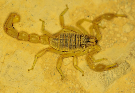 Acidentes com escorpiões crescem nessa época do ano; saiba como agir em caso de acidente